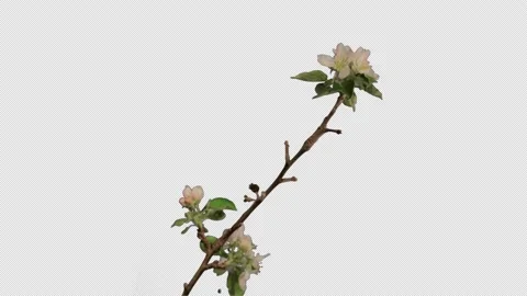 Apple blossom opens, spring, time lapse, alpha channel, 4K. Stock Footage 196924403