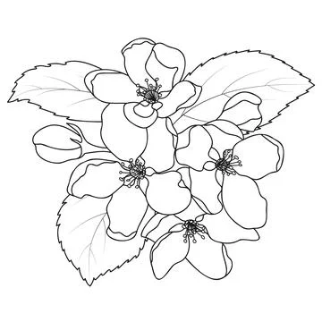 Apple Blossom Outline Spring Fruit Tree Flowers Stock Illustration