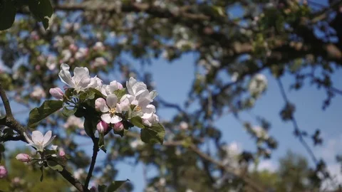 Apple Blossom Panning close up Video stock 74215245