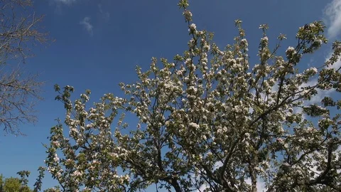 Apple Blossom Panning Video stock 74215087