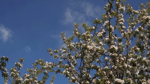 Apple Blossom Panning Video stock 74224145