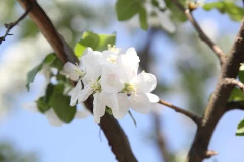 Apple blossom Stock Photos