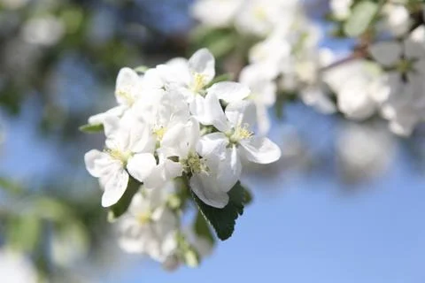 Apple blossom Stock Photos