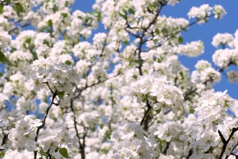 Apple blossom 写真素材