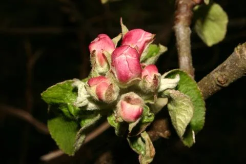 Apple blossom Stock Photos
