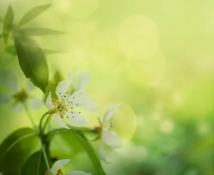 Apple blossom Stock Photos