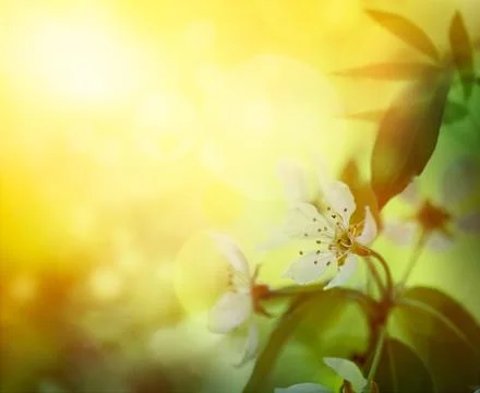 Apple blossom Stock Photos