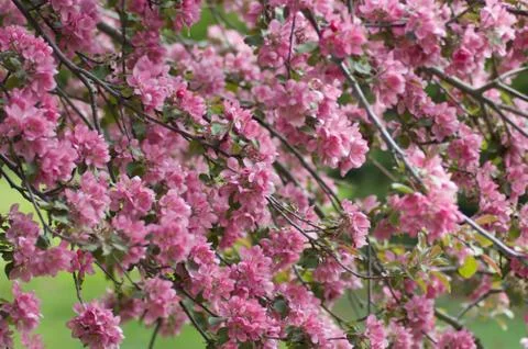 Apple blossom Stock Photos