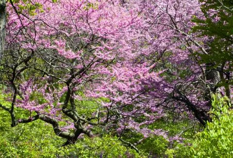 Apple blossom Stock Photos