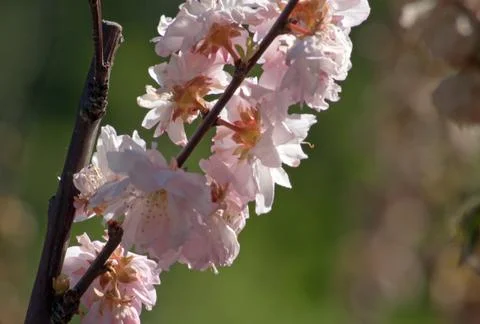 Apple blossom Foto stock