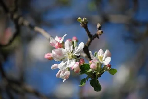 Apple blossom Foto stock
