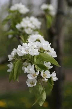 Apple blossom Stock Photos