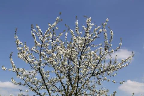 Apple blossom Stock Photos