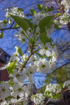 Apple Blossom Foto stock