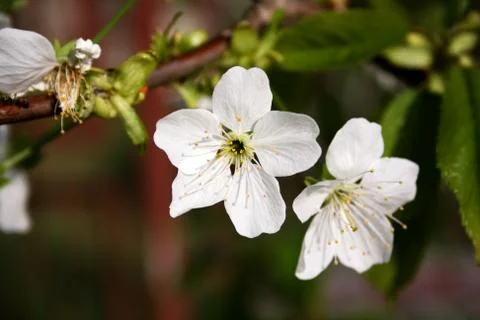 Apple blossom 스톡 사진