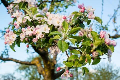 Apple blossom Stock Photos