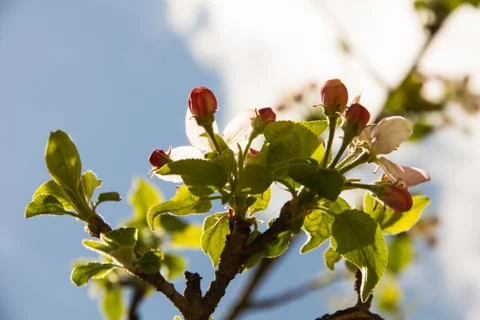 Apple blossom 库存照片