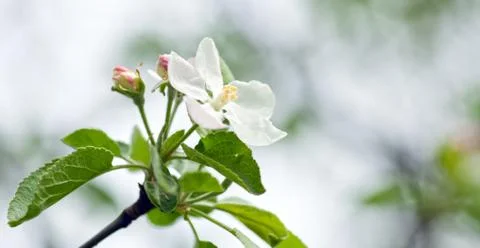 Apple blossom Stock Photos