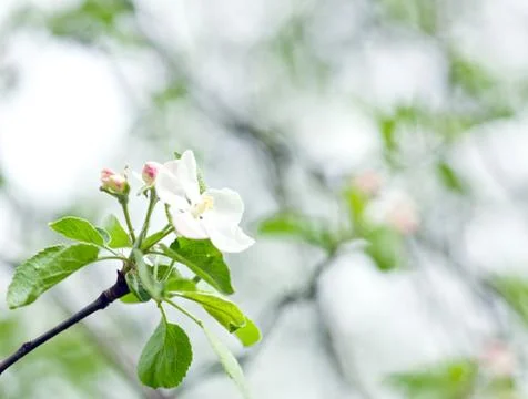 Apple blossom Stock Photos