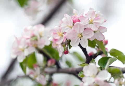 Apple blossom Stock Photos