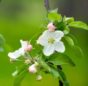 Apple blossom Stock Photos