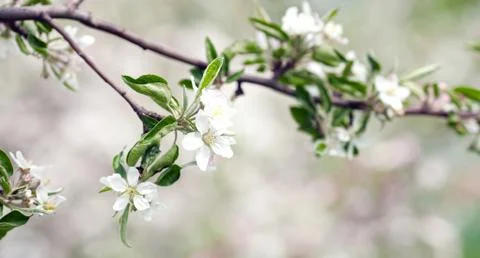 Apple blossom Stock Photos