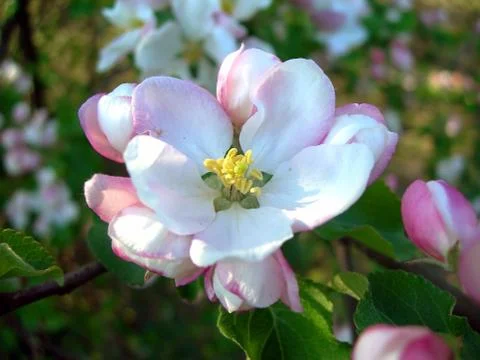 Apple blossom Foto stock
