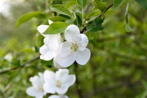 Apple blossom Fotos de archivo