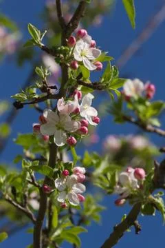 Apple blossom Stock-Fotos