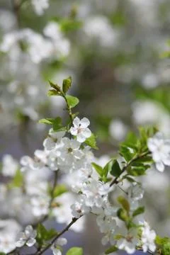 Apple Blossom Stock Photos