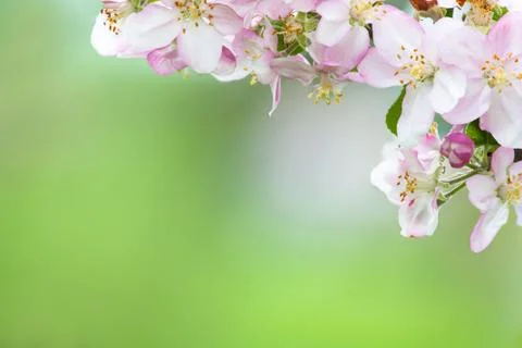 Apple Blossom Stock Photos