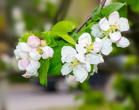 Apple blossom. Stock Photos