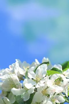 Apple blossom Stock Photos