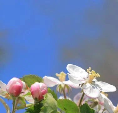 Apple blossom Stock Photos