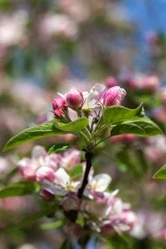 Apple blossom 库存照片