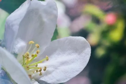 Apple blossom Stock Photos