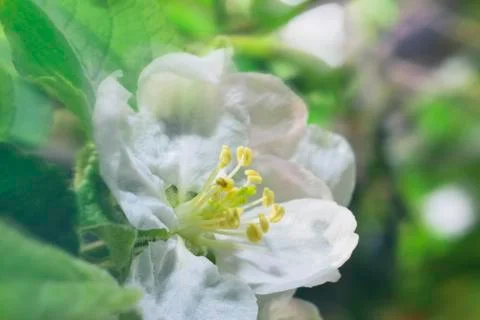 Apple blossom Stock Photos