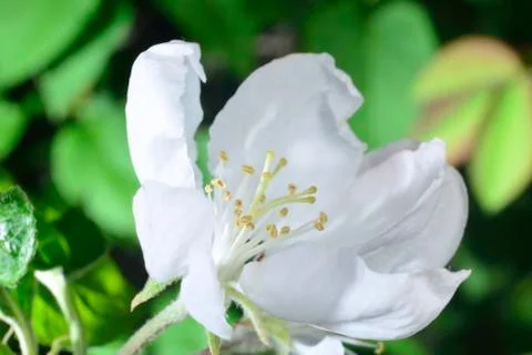 Apple blossom Stock Photos