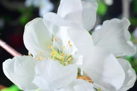 Apple blossom Stock Photos