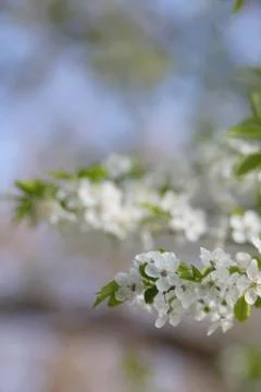 Apple Blossom Stock Photos