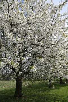 Apple Blossom  Stock Photos