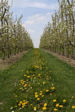 Apple Blossom  Stock Photos