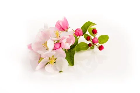 Apple blossom Stock Photos