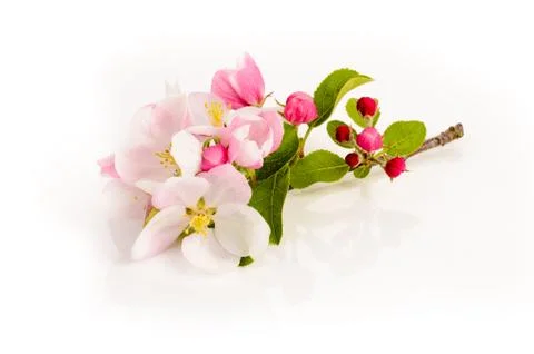 Apple blossom Stock Photos