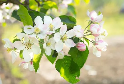 Apple blossom Stock Photos