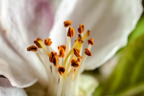 Apple Blossom Stock Photos