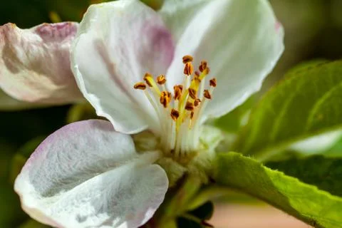 Apple Blossom Stock Photos