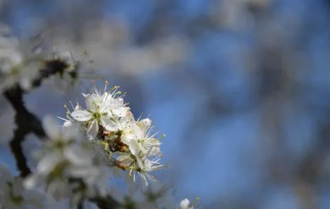 Apple Blossom Stock Photos