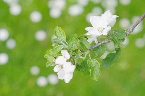 Apple Blossom Stock Photos