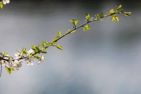 Apple Blossom Stock Photos